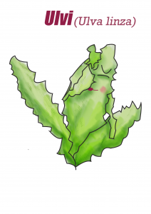 Ulvi JPSC